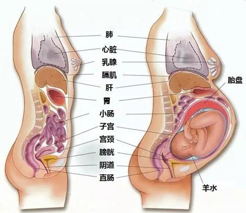 怀孕期内，内脏器官的改变了，看后才知“母爱的伟大”！